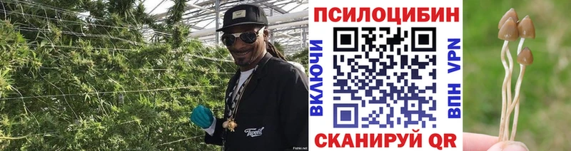 где можно купить   Белокуриха  Псилоцибиновые грибы прущие грибы 
